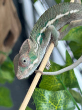 Load image into Gallery viewer, AMBILOBE Panther Chameleon: Magnus x Emma (Q5)