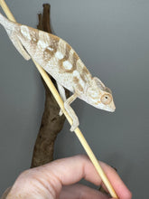 Load image into Gallery viewer, Sambava FEMALE Panther Chameleon: šŗ (S9)
