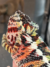 Load image into Gallery viewer, AMBILOBE Panther Chameleon: WC Hawkeye x Nugget (C11)
