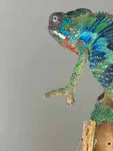 Load image into Gallery viewer, Stunning Ambilobe panther chameleon at FramsChams.com