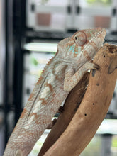 Load image into Gallery viewer, Blue Ambanja FEMALE: Blueberry x Blue Magic đș (S6)