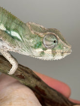 Load image into Gallery viewer, AMBILOBE Panther Chameleon: (E12)