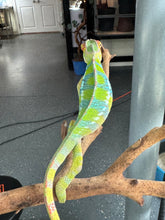Load image into Gallery viewer, AMBILOBE Panther Chameleon: (E12)