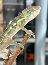 Load image into Gallery viewer, Ambilobe male: Flash x Rocky (R7)
