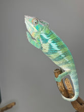 Load image into Gallery viewer, ANKIFY X AMBILOBE Panther Chameleon: (E17)