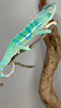 Load image into Gallery viewer, AMBANJA Panther Chameleon: (E21)