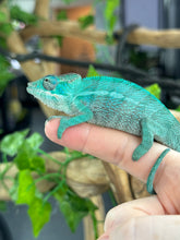 Load image into Gallery viewer, AMBANJA Panther Chameleon: Blue Inferno x Tango (E12)