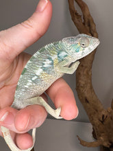 Load image into Gallery viewer, AMBILOBE Panther Chameleon: (E21)