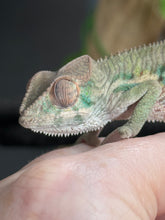 Load image into Gallery viewer, AMBILOBE Panther Chameleon: Magnus x Emma (Q4)