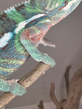 Load image into Gallery viewer, AMBILOBE Male Panther Chameleon: (E14)