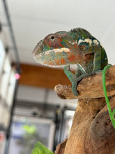 Load image into Gallery viewer, AMBILOBE Panther Chameleon: Frank x Sandy (J9)