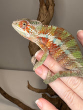 Load image into Gallery viewer, AMBILOBE Panther Chameleon: (E31)