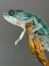 Load image into Gallery viewer, AMBILOBE Male Panther Chameleon: (E35)