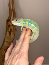 Load image into Gallery viewer, AMBILOBE Panther Chameleon: (E1)