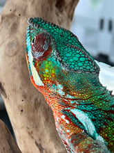 Load image into Gallery viewer, AMBILOBE male: Riot/JJ/Bolt (J5)