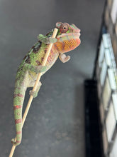 Load image into Gallery viewer, SAMBAVA Panther Chameleon: Marley x Mabel (J1)