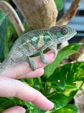 Load image into Gallery viewer, Ambilobe male: Flash x Rocky (R2)
