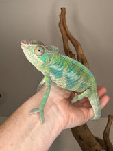 Load image into Gallery viewer, ANKIFY X AMBILOBE Panther Chameleon: (E17)