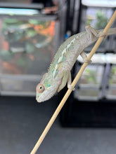 Load image into Gallery viewer, AMBILOBE Panther Chameleon: Sam x Georgia (R6)