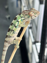 Load image into Gallery viewer, Ambilobe male: Starburst x Margaret (R3)