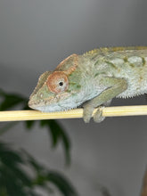 Load image into Gallery viewer, AMBILOBE FEMALE Panther Chameleon: Rogue x Phoenix (S12)