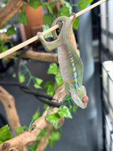 Load image into Gallery viewer, AMBILOBE Panther Chameleon: Magnus x Skittles (E16)