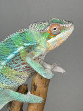 Load image into Gallery viewer, AMBILOBE Panther Chameleon male:(E23)
