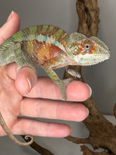 Load image into Gallery viewer, AMBILOBE Panther Chameleon: (E31)