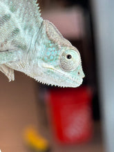 Load image into Gallery viewer, AMBANJA Panther Chameleon x WC male (I4)
