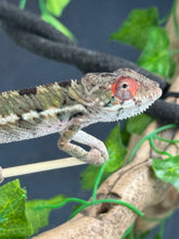Load image into Gallery viewer, AMBILOBE Panther Chameleon: Magnus x Skittles (E15)