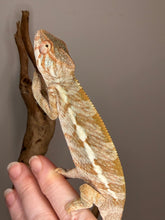 Load image into Gallery viewer, Female Nosy Be Panther Chameleon | (E8)