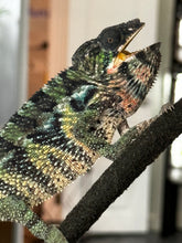 Load image into Gallery viewer, AMBILOBE Male Panther Chameleon: (E34)