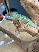 Load image into Gallery viewer, AMBILOBE male: Sam x Amie (R19)