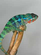 Load image into Gallery viewer, Stunning Ambilobe panther chameleon at FramsChams.com