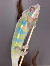 Load image into Gallery viewer, Ambilobe Panther Chameleon on a stick.