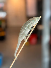Load image into Gallery viewer, AMBANJA Panther Chameleon x WC male (I4)