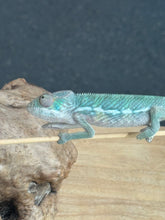 Load image into Gallery viewer, AMBILOBE Panther Chameleon: Frank x Sandy (Q7)