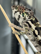Load image into Gallery viewer, SAMBAVA Panther Chameleon: Marley x Mabel (Q14)