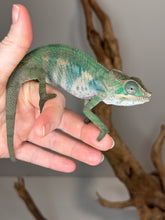 Load image into Gallery viewer, AMBILOBE Male Panther Chameleon: (E36)