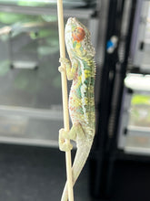 Load image into Gallery viewer, AMBILOBE male: Sam x Amie (Q4)