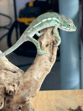 Load image into Gallery viewer, AMBILOBE Panther Chameleon: Sunny Delight x Skittles(R4)