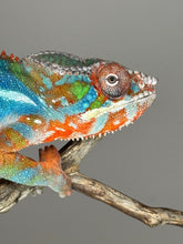 Load image into Gallery viewer, AMBILOBE Panther Chameleon: (J5)