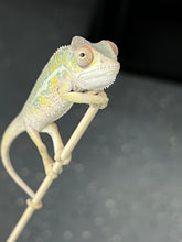 Load image into Gallery viewer, AMBILOBE male: Sam x Amie (Q7)