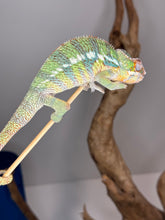 Load image into Gallery viewer, AMBILOBE Panther Chameleon male:(J2)