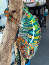 Load image into Gallery viewer, AMBILOBE Panther Chameleon: WC Hawkeye x Nugget (F4)