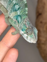 Load image into Gallery viewer, AMBILOBE Panther Chameleon: (E21)