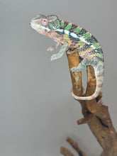 Load image into Gallery viewer, AMBILOBE Male Panther Chameleon: (E1)