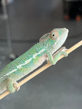 Load image into Gallery viewer, Ambilobe male: Flash x Rocky (R5)