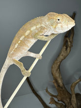 Load image into Gallery viewer, AMBILOBE FEMALE - Flash x Opal πΊ (S4)