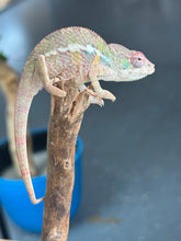 Load image into Gallery viewer, AMBILOBE Panther Chameleon: Starburst x Shirin (R3)